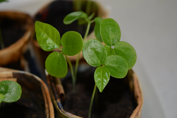 Stomata, the Plant's 'Breath' of Fresh Air